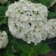 ヒメ日記 2025/06/10 09:31 投稿 杉浦あやの セカンドパートナー