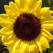 ヒメ日記 2025/07/27 14:26 投稿 杉浦あやの セカンドパートナー