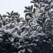 杉浦あやの 雪が降りましたね💦 セカンドパートナー