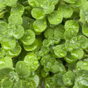 ヒメ日記 2025/10/01 10:40 投稿 町村ひとみ セカンドパートナー