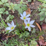 町村ひとみ アナログ女子ですが… セカンドパートナー