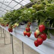 町村ひとみ わたしの推し活 セカンドパートナー本店