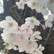 町村ひとみ 満開ですね セカンドパートナー本店