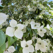 ヒメ日記 2025/06/17 14:15 投稿 森川ほたる セカンドパートナー