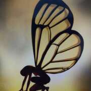 ヒメ日記 2025/05/08 20:09 投稿 白百合（しらゆり） ユカノモリ