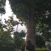 ヒメ日記 2025/07/01 02:23 投稿 白百合（しらゆり） ユカノモリ