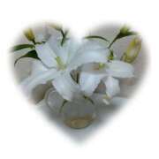 ヒメ日記 2025/09/02 01:38 投稿 白百合（しらゆり） ユカノモリ