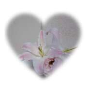 ヒメ日記 2025/11/03 23:56 投稿 白百合（しらゆり） ユカノモリ