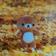 ヒメ日記 2025/11/26 05:42 投稿 白百合（しらゆり） ユカノモリ