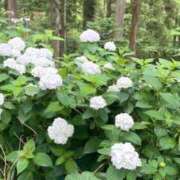 ヒメ日記 2025/06/20 10:35 投稿 藤井かなこ セカンドパートナー