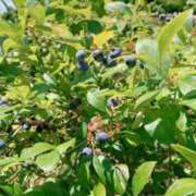 ヒメ日記 2025/07/28 10:55 投稿 藤井かなこ セカンドパートナー