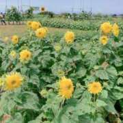 ヒメ日記 2025/08/19 10:30 投稿 藤井かなこ セカンドパートナー