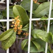 ヒメ日記 2025/10/20 09:42 投稿 優子 クラブルージュ