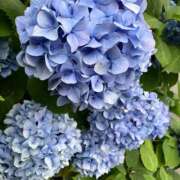 ヒメ日記 2025/06/13 07:45 投稿 柚月はな セカンドパートナー