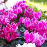 ヒメ日記 2026/01/14 05:30 投稿 柚月はな セカンドパートナー