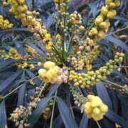 ヒメ日記 2025/12/27 09:13 投稿 しずか 熟女ばかり