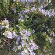 ヒメ日記 2026/01/03 09:04 投稿 しずか 熟女ばかり