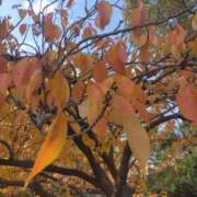 ヒメ日記 2026/01/04 09:30 投稿 しずか 熟女ばかり