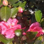 ヒメ日記 2026/01/18 09:08 投稿 しずか 熟女ばかり