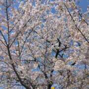 ヒメ日記 2026/04/08 15:03 投稿 しずか 熟女ばかり