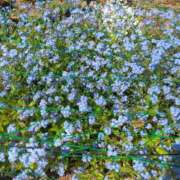 ヒメ日記 2026/04/11 09:12 投稿 しずか 熟女ばかり