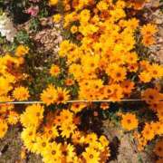 ヒメ日記 2026/04/20 08:38 投稿 しずか 熟女ばかり