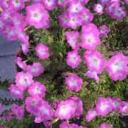 ヒメ日記 2026/07/12 09:03 投稿 しずか 熟女ばかり