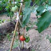 ヒメ日記 2025/07/17 22:38 投稿 えりか 熟女総本店 堺東店