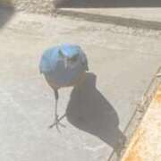 ヒメ日記 2025/07/11 15:27 投稿 にしき 熟女家 堺東店