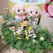 ヒメ日記 2025/05/15 12:08 投稿 すみれ☆かつてないトキメキと感動 妹系イメージSOAP萌えフードル学園 大宮本校