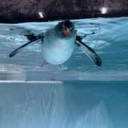 ヒメ日記 2025/11/27 20:22 投稿 すみれ☆かつてないトキメキと感動 妹系イメージSOAP萌えフードル学園 大宮本校