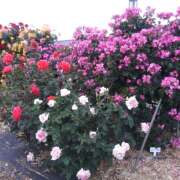 ヒメ日記 2025/04/26 17:20 投稿 松田しのぶ 五十路マダム愛されたい熟女たち岡山店（カサブランカグループ）