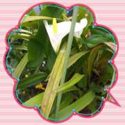 ヒメ日記 2025/05/09 05:40 投稿 松田しのぶ 五十路マダム愛されたい熟女たち岡山店（カサブランカグループ）