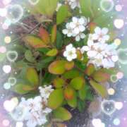 ヒメ日記 2025/05/10 22:00 投稿 松田しのぶ 五十路マダム愛されたい熟女たち岡山店（カサブランカグループ）