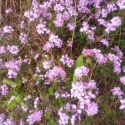 ヒメ日記 2025/05/10 22:12 投稿 松田しのぶ 五十路マダム愛されたい熟女たち岡山店（カサブランカグループ）