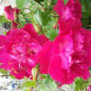 ヒメ日記 2025/05/18 06:20 投稿 松田しのぶ 五十路マダム愛されたい熟女たち岡山店（カサブランカグループ）