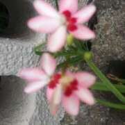 ヒメ日記 2025/05/18 16:04 投稿 松田しのぶ 五十路マダム愛されたい熟女たち岡山店（カサブランカグループ）