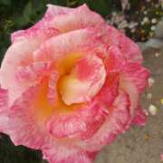 ヒメ日記 2025/05/23 16:52 投稿 松田しのぶ 五十路マダム愛されたい熟女たち岡山店（カサブランカグループ）