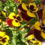 ヒメ日記 2025/06/08 21:48 投稿 松田しのぶ 五十路マダム愛されたい熟女たち岡山店（カサブランカグループ）