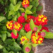 ヒメ日記 2025/06/11 20:40 投稿 松田しのぶ 五十路マダム愛されたい熟女たち岡山店（カサブランカグループ）