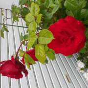 ヒメ日記 2025/06/12 19:26 投稿 松田しのぶ 五十路マダム愛されたい熟女たち岡山店（カサブランカグループ）