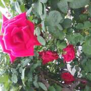 ヒメ日記 2025/08/28 09:50 投稿 松田しのぶ 五十路マダム愛されたい熟女たち岡山店（カサブランカグループ）