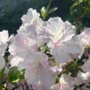 ヒメ日記 2025/07/17 22:40 投稿 るびぃ（新人割引5/2まで） ウルトラグレイス24