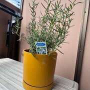 ヒメ日記 2025/09/03 21:01 投稿 りずむ ドMな奥様 京都店