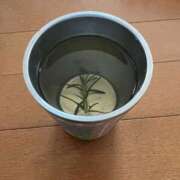 ヒメ日記 2025/11/08 15:40 投稿 りずむ ドMな奥様 京都店