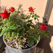 ヒメ日記 2025/11/08 17:01 投稿 りずむ ドMな奥様 京都店