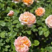 ヒメ日記 2025/05/08 01:00 投稿 こころ Number Five 品川（シンデレラグループ）