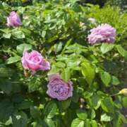 ヒメ日記 2025/05/11 11:08 投稿 こころ Number Five 品川（シンデレラグループ）