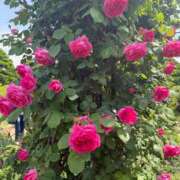 ヒメ日記 2025/05/15 14:31 投稿 こころ Number Five 品川（シンデレラグループ）