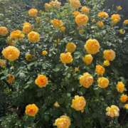 ヒメ日記 2025/05/27 20:51 投稿 こころ Number Five 品川（シンデレラグループ）